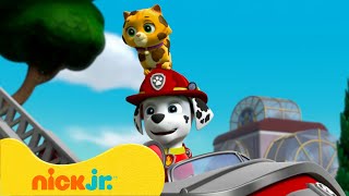 PAW Patrol | PAW Patrol retten entlaufene Tiere! | Nick Jr. Deutschland