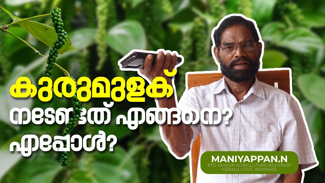 കുരുമുളക് കൃഷിയിലെ പ്രധാന പ്രശ്നം: എൻ. മണിയപ്പൻ സാറിന്റെ പ്രതിവിധി!