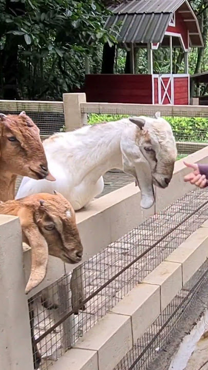 AYO MENYANYI ANAK KAMBING SAYA