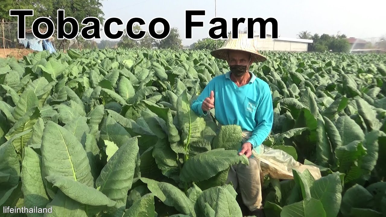 how many chemicals are found in tobacco All cigars - including cigarillos and little cigars how many chemicals are found in tobacco All cigars - including cigarillos and little cigars