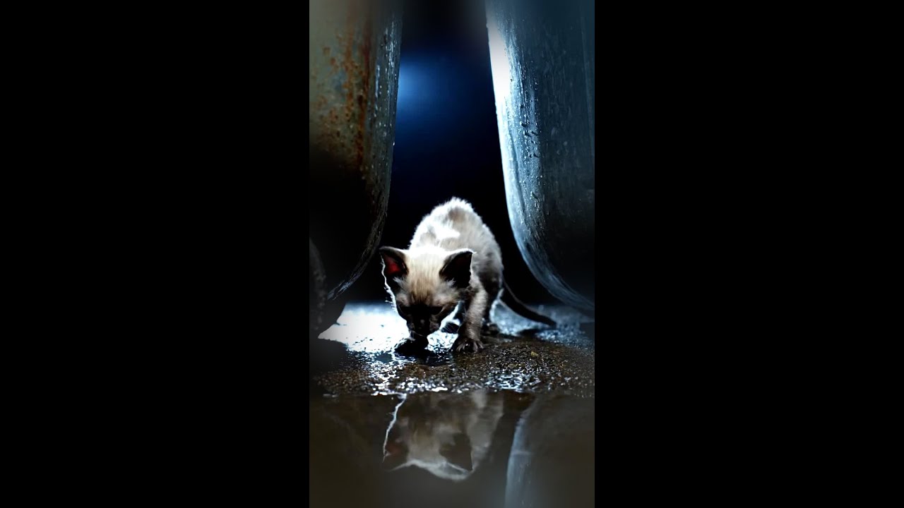 Tiny kitten left alone all alone 🥺 