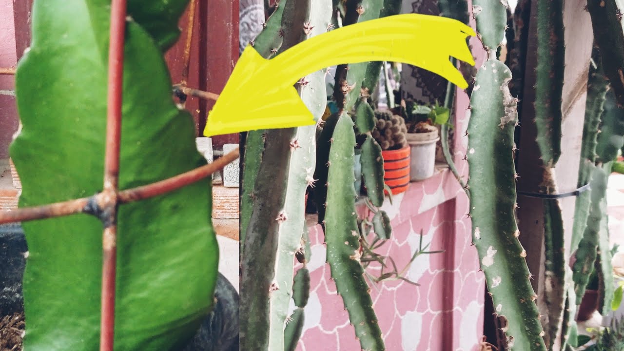 كيف ؤعالج أغصان تنين دراجون فروت ضعيفة وأحصل على أغصان قوية منتجة dragon fruit