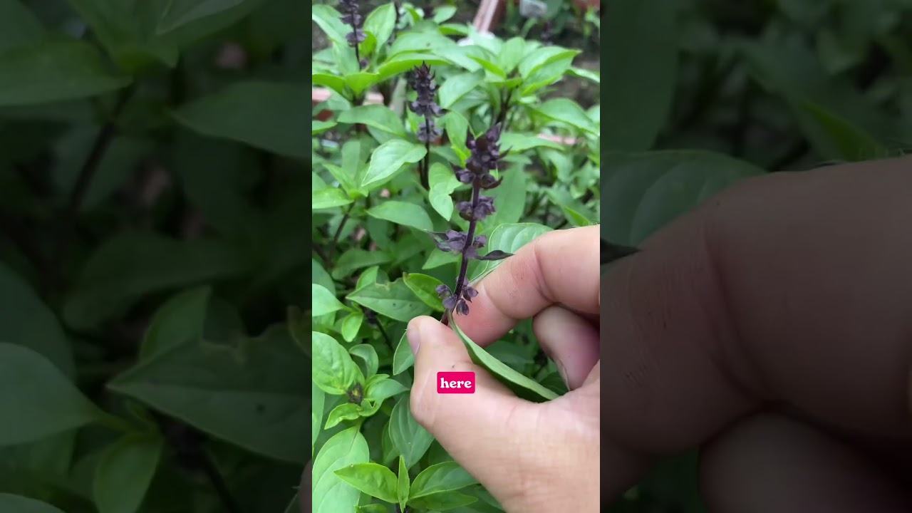 Uploads from From Seed to Spoon Garden Planning App