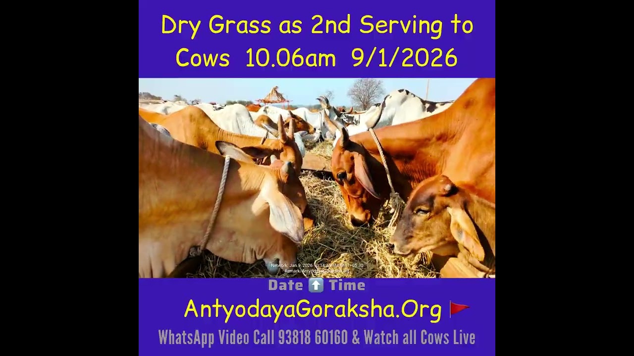 [09 Jan 2026] Dry Grass served to Gomatas between Breakfast & Lunch