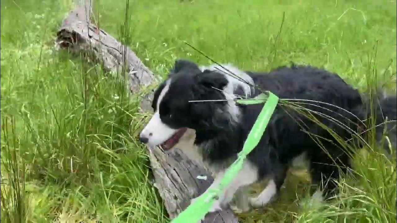 Border Collie Tails visit the Belair Maze YouTube