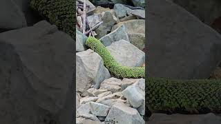 Fishing Lures And A Green Cottonmouth Snake 2025