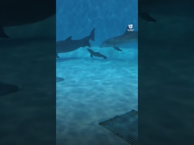 Nace una cría de #delfin en cautiverio en un zoológico
