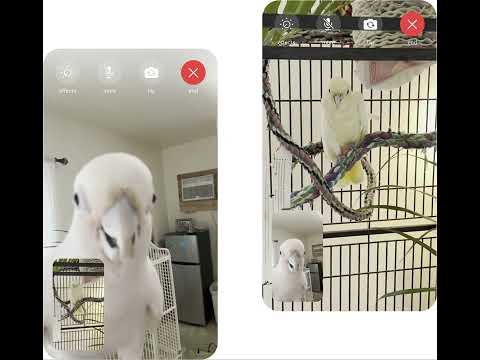 Foto de animales