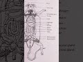 General Anatomy of male Rat
