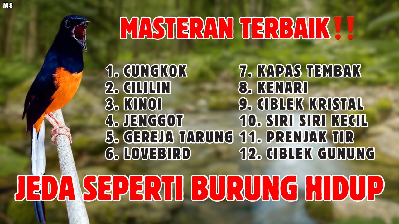 🔴 MASTERAN TERBAIK SEPANJANG MASA MURAI BATU GACOR