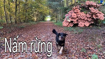 Nấm mọc khắp rừng. Miền quê nước Đức