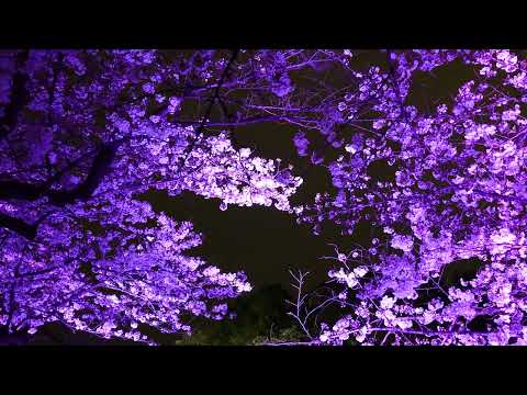 千鳥ヶ淵緑道の桜