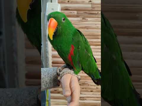 آگهی شماره ۳۳۱۹ اکلکتوس نر وسماری هیولا و کینگ سایز کاملا دستی ۵۰ کلام صحبت داره ۰۹۹۳۱۵۰۹۴۶۶ 