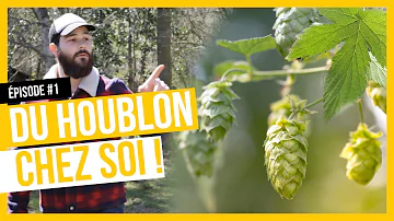 Comment se cultive le houblon ?