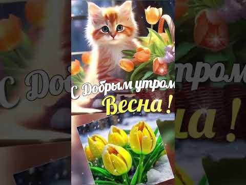 Доброе утро Весна! #доброеутро #музыкальнаяоткрытка #видеооткрытка #котики #доброгоутраихорошегодня
