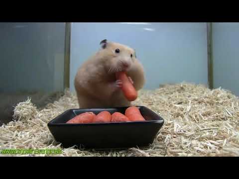 Vídeo: Hamsters Sírios: Características De Cuidado