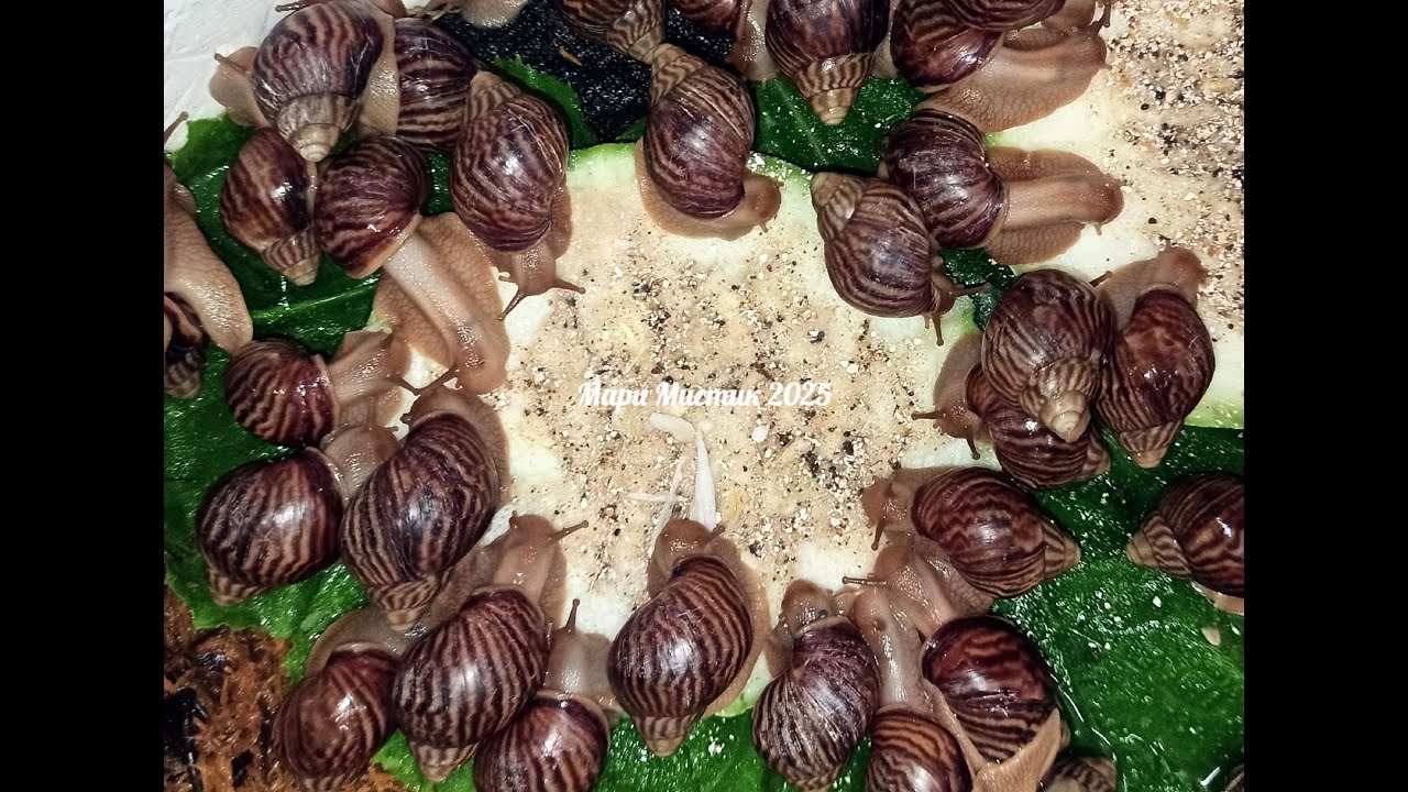 Мои НОВЫЕ питомцы 