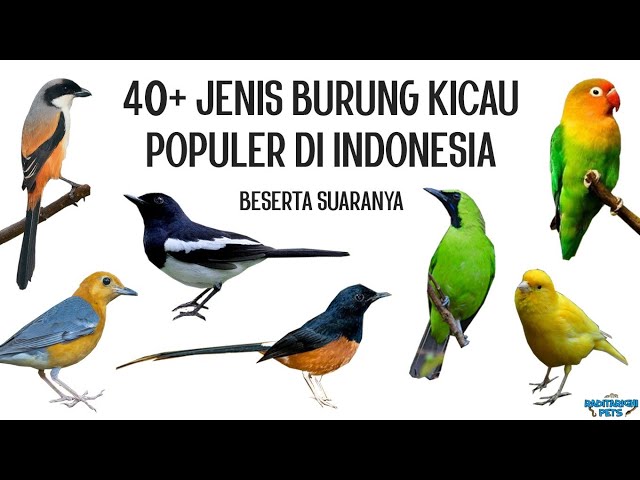 40+ Jenis Burung Kicau Populer di Indonesia, beserta suaranya class=