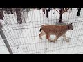 Рысь! 🐱🌲❤ Lynx // Ульяновский зоопарк, зима 2024