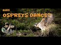 Photograph an osprey nest, ep 2