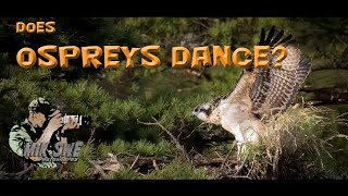 Photograph an osprey nest, ep 2