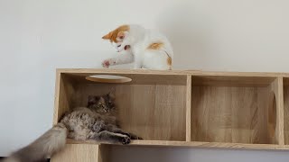 【日常】今日も仲良くタワーで遊ぶ猫 by 猫のマーシャ 38 views 10 days ago 2 minutes, 38 seconds