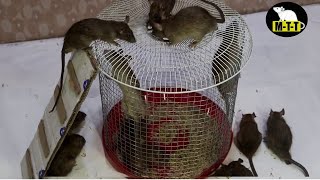 Mouse Trap | Good idea Mouse Trap |  Rat Trap in Home