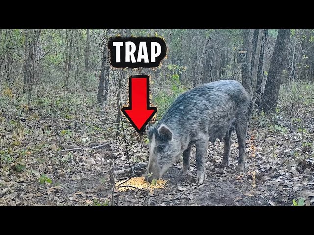 Primitive Pig Trap That WORKS... Survival class=