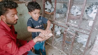 pigeon farming in khandwa Madhya Pradesh
