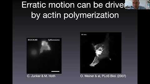 MS06D - Karsten Kruse: Deterministic actin waves as generators of cell polarization cues
