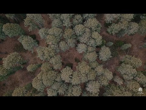 Picking of cedar cones. Siberian pine