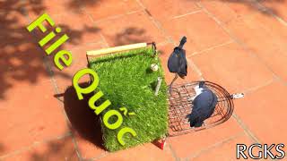 Tiếng Quốc Mồi Chuẩn File Quốc Miễn Phí