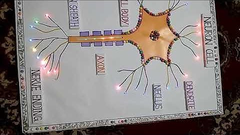 Neuron Cell- Working Model