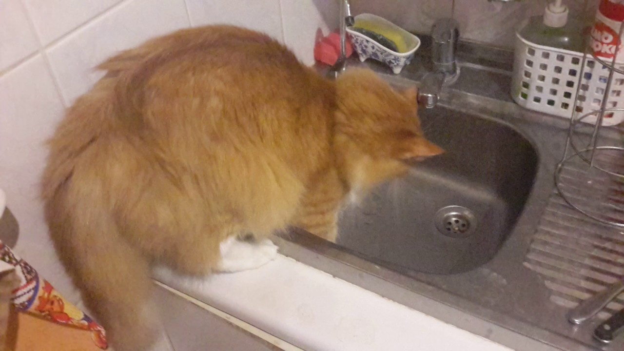 For Some Reason My Cat Is Licking Sink For Some Reason My Cat Is Licking Sink
