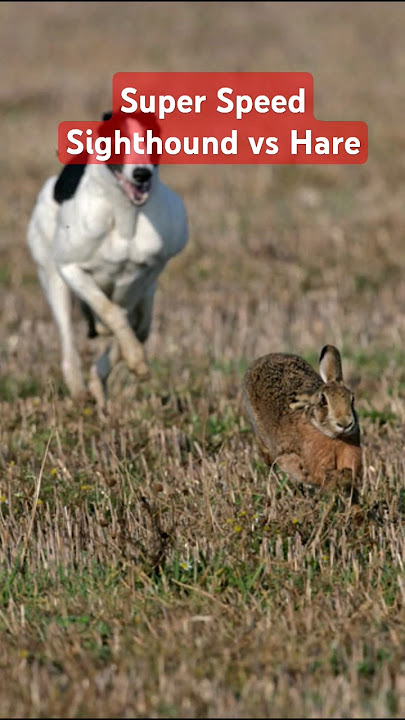Super Speed Racing Sighthound vs Brown Hare Rabbit @ExplorePotohar
