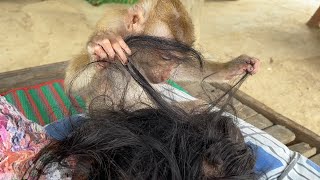 Nice Zueii Find Grandma Lice, Monkey Zueii Grooming