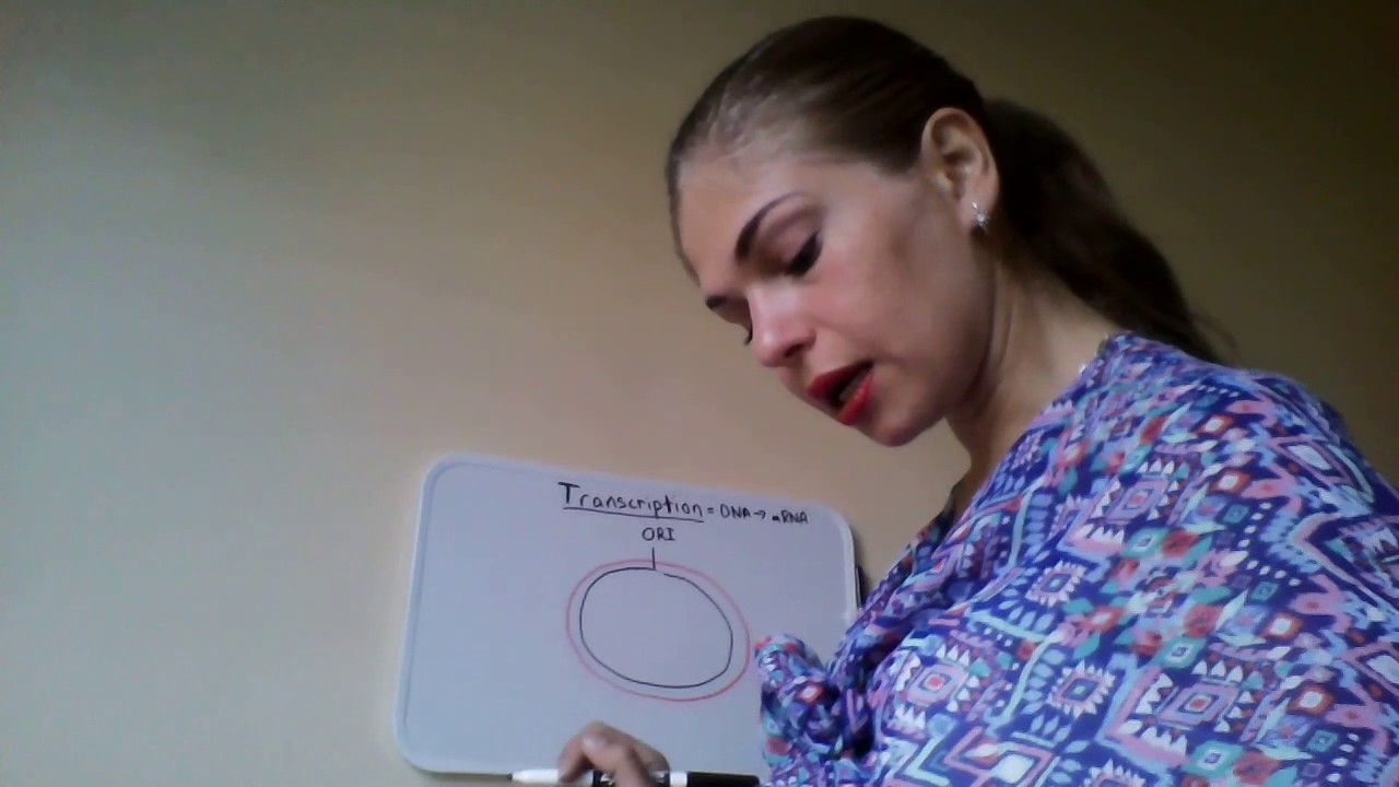 Prokaryotic Transcription - RNA Polymerase - Sigma Factor