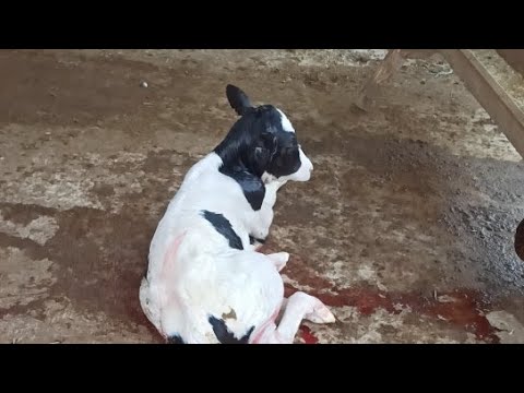 Video: Propilen Glikollü Köpek Mamasından Kaçının mı?