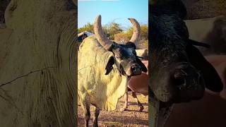 Beautiful cow with horns and bones 🔥🐂🌹#cow #animals #shorts #viralvideos #foryou #2026