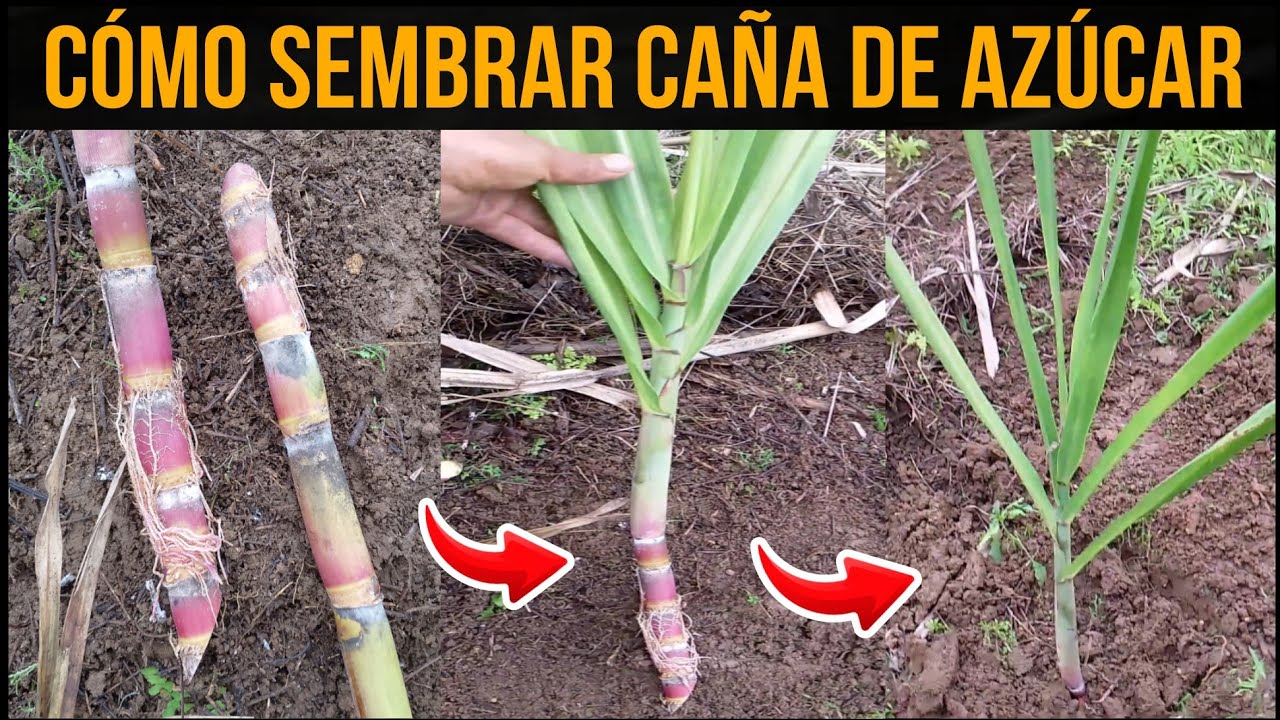 Cómo hacer una correcta propagación o siembra de caña de azúcar 