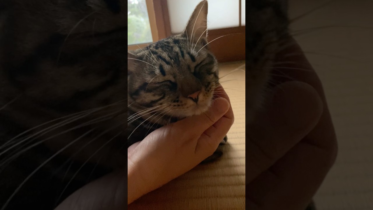 本日のゴロゴロとらじ。毎朝かわいくてありがとう。 #猫 #cat #キジトラ #shorts