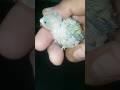 Meet My Little Budgie | تعرف على الببغاء الصغير | Temui Budgie Kecilku | मेरी छोटी बुग्गी से मिलें |