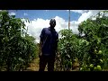 Success Stories Of Farmers Who Planted Tomato Star 9065 F1