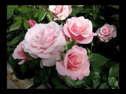 Vídeo: Rosas resistentes à zona 4: dicas sobre como escolher rosas para climas da zona 4