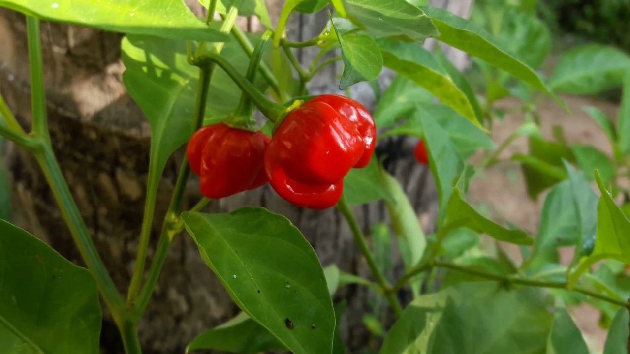 Aji dulce chili pepper plant, Aji dulce, Ají dulce, aji cachucha, ajicito.