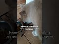 Don T Put It Off Catmichelle Cat Funnycats Meme Humor Cat Joke Statham Positive Don T Put It Off Catmichelle Cat Funnycats Meme Humor Cat Joke Statham Positive