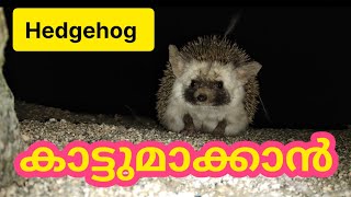 Hedgehogs in Arabian desert