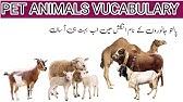 Top 10 Domestic Animals Name in English | Domestic Animal Names in English  - YouTube