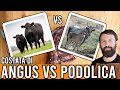 Costata di Angus vs Podolica - Razze bovine a confronto