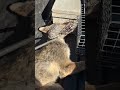 Coyote ugly #youtubeshorts #nature #hunting #wildlife #trending #tiktok